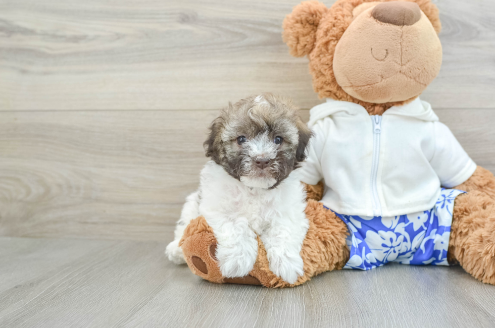 6 week old Havanese Puppy For Sale - Puppy Love PR