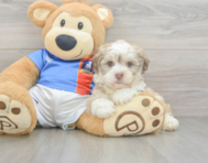 8 week old Havanese Puppy For Sale - Puppy Love PR