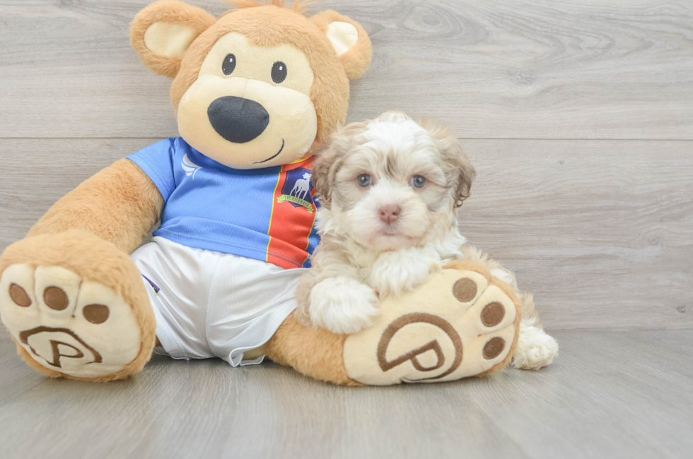 8 week old Havanese Puppy For Sale - Puppy Love PR