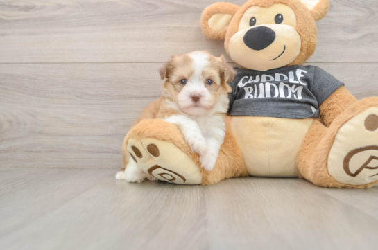 Best Havanese Baby