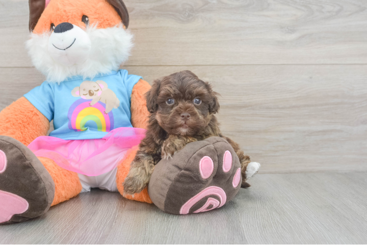 Havapoo Puppy for Adoption