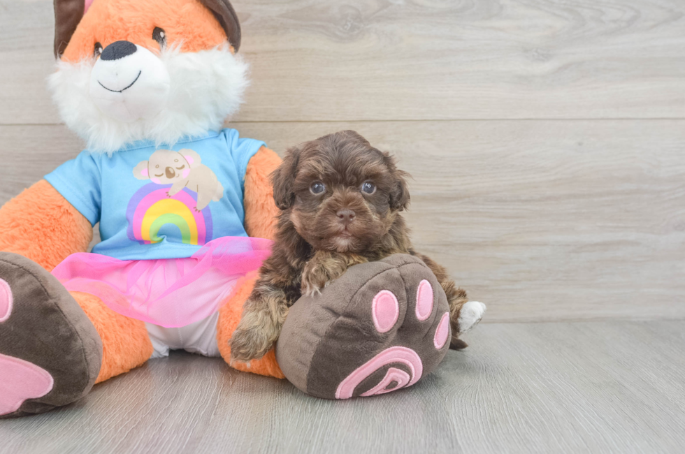 5 week old Havapoo Puppy For Sale - Puppy Love PR