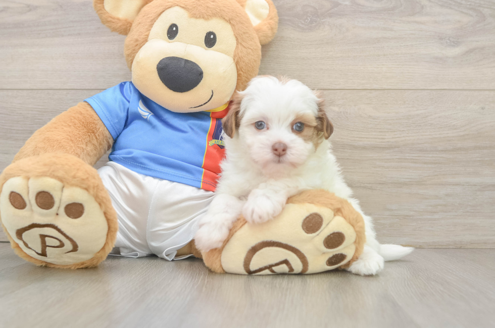 6 week old Havapoo Puppy For Sale - Puppy Love PR