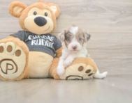 8 week old Havapoo Puppy For Sale - Puppy Love PR
