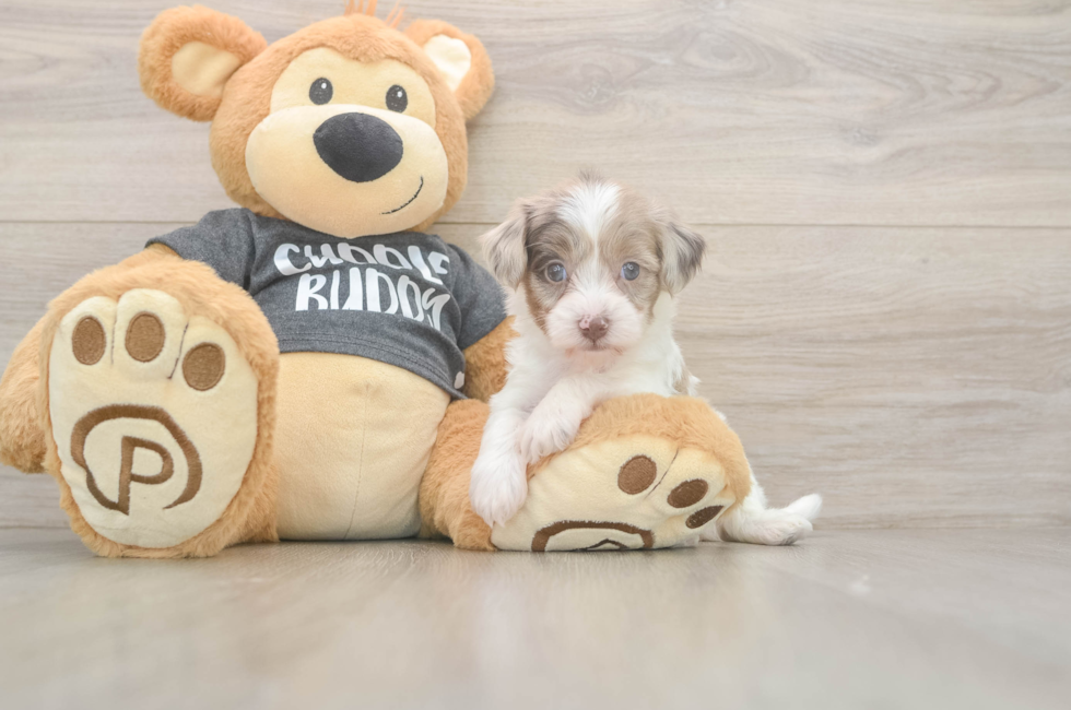 5 week old Havapoo Puppy For Sale - Puppy Love PR