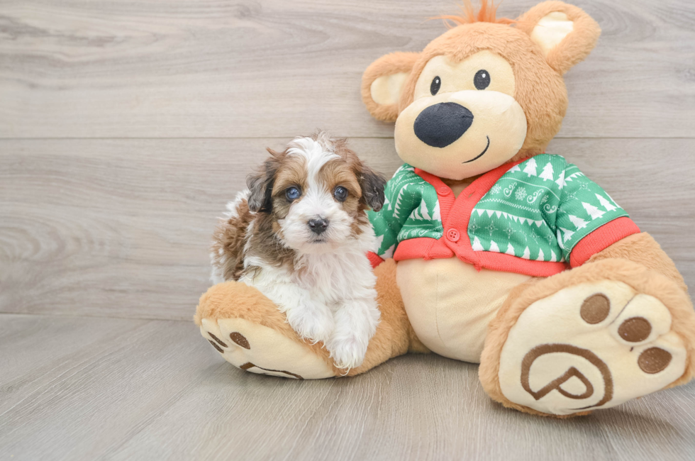 5 week old Havapoo Puppy For Sale - Puppy Love PR