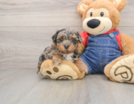 8 week old Havapoo Puppy For Sale - Puppy Love PR