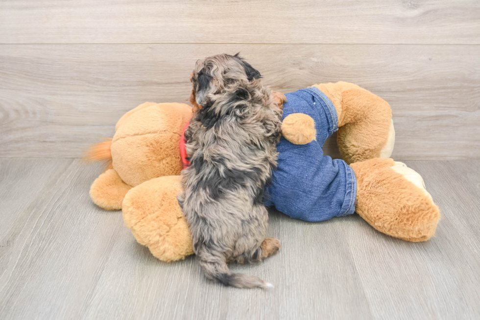 Havapoo Puppy for Adoption