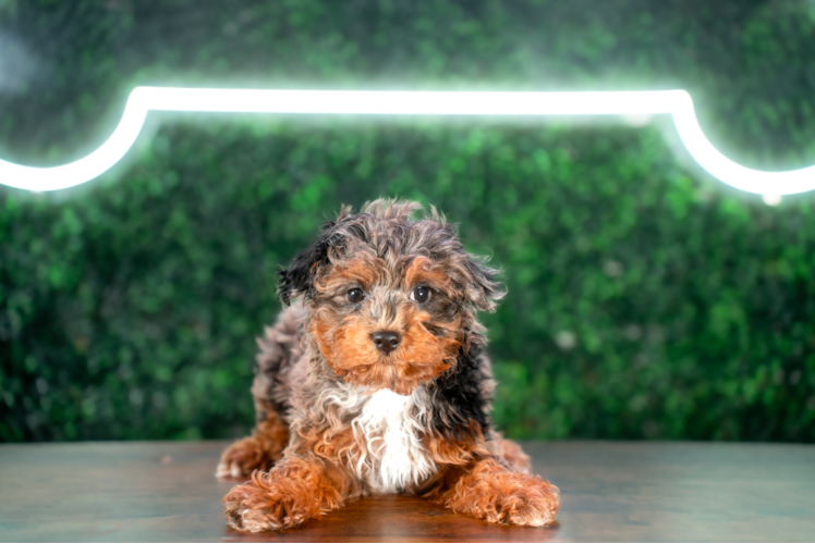 Cute Havadoodle Poodle Mix Puppy