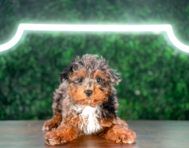 9 week old Havapoo Puppy For Sale - Puppy Love PR