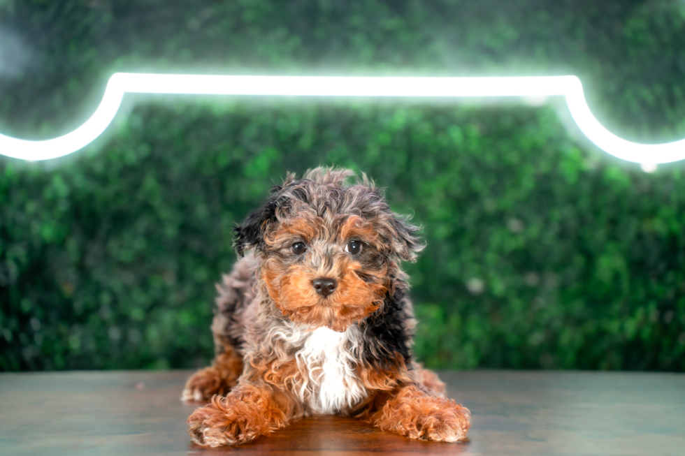 Cute Havadoodle Poodle Mix Puppy