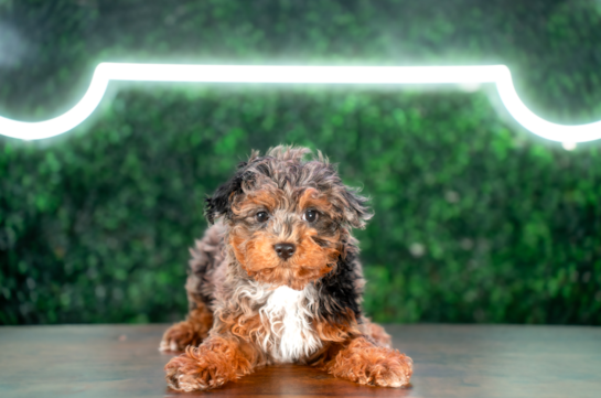 Cute Havadoodle Poodle Mix Puppy