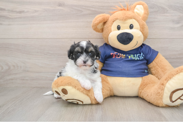 Best Havapoo Baby