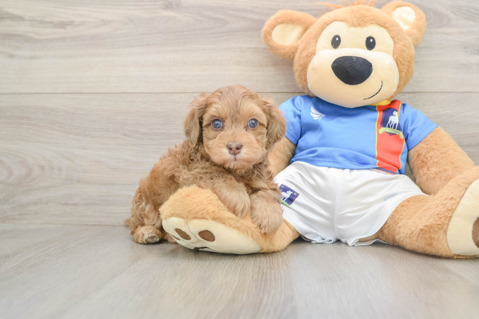 Energetic Havadoodle Poodle Mix Puppy