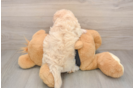 Havapoo Puppy for Adoption