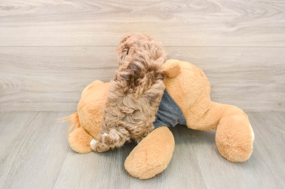 Havapoo Puppy for Adoption