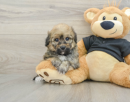 7 week old Havapoo Puppy For Sale - Puppy Love PR