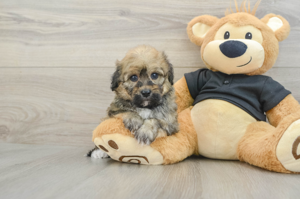 5 week old Havapoo Puppy For Sale - Puppy Love PR