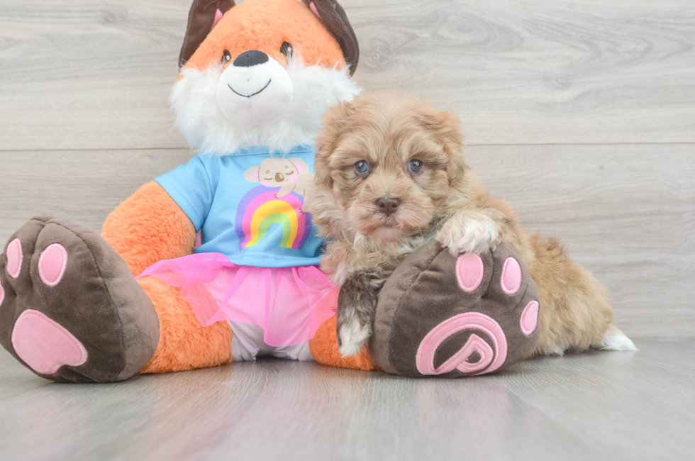 5 week old Havapoo Puppy For Sale - Puppy Love PR