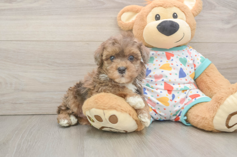 6 week old Havapoo Puppy For Sale - Puppy Love PR