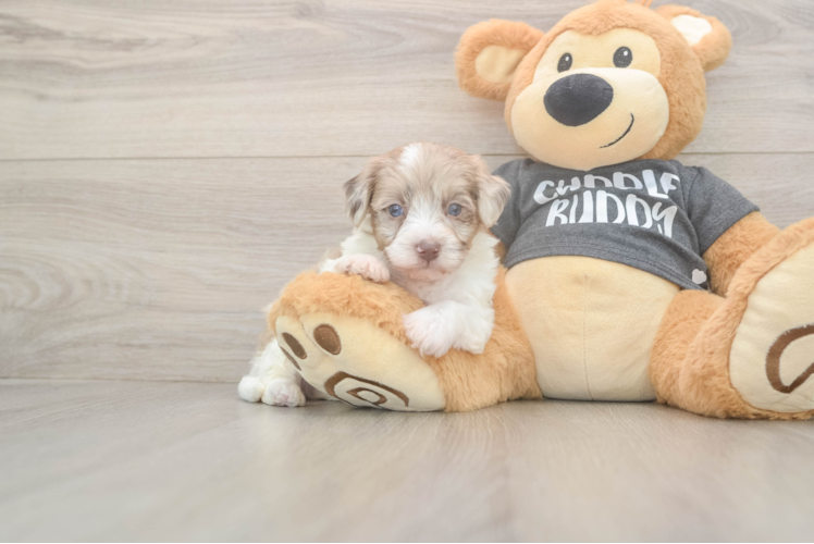 Small Havapoo Baby