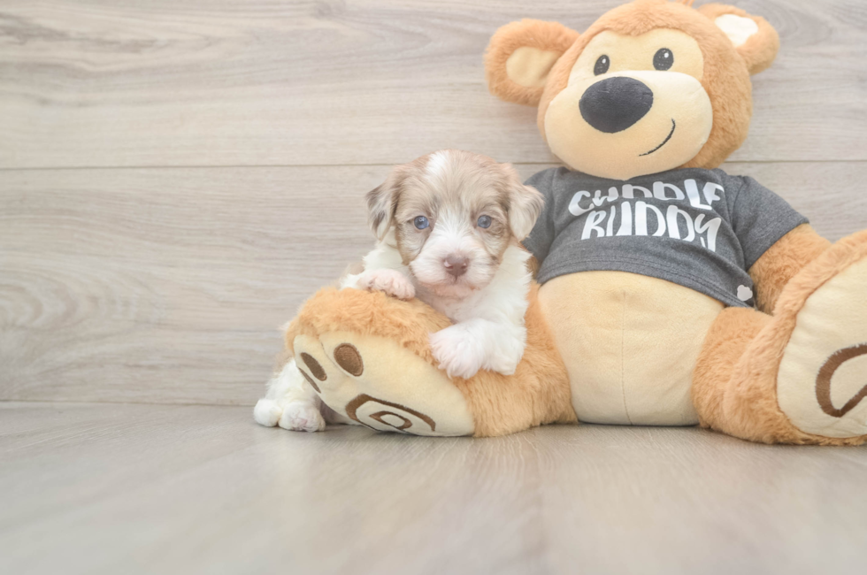 5 week old Havapoo Puppy For Sale - Puppy Love PR