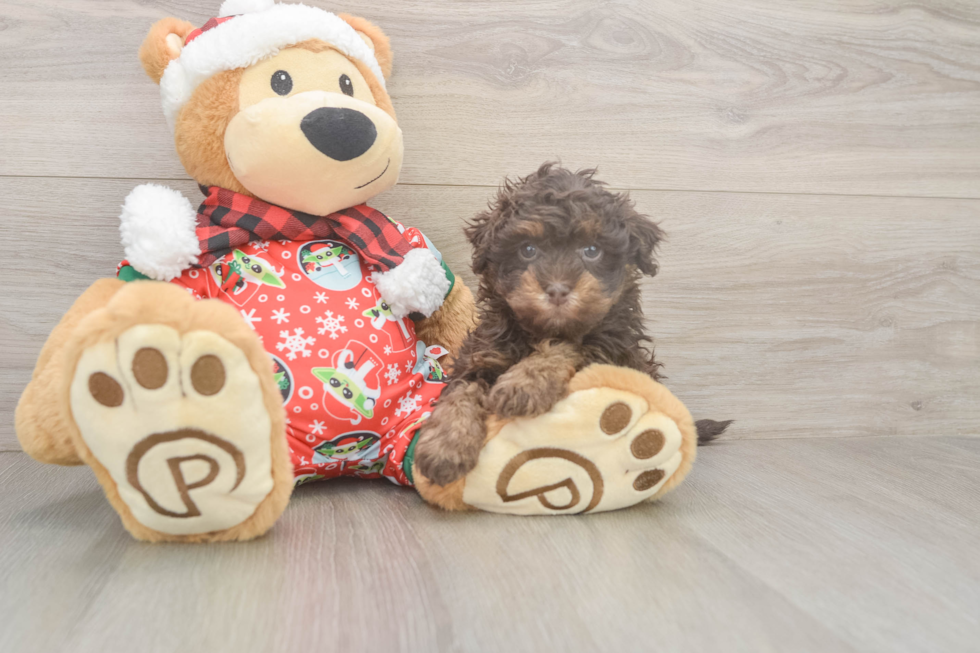 Adorable Havadoodle Poodle Mix Puppy