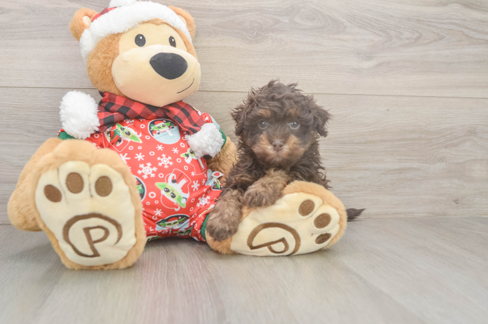 5 week old Havapoo Puppy For Sale - Puppy Love PR