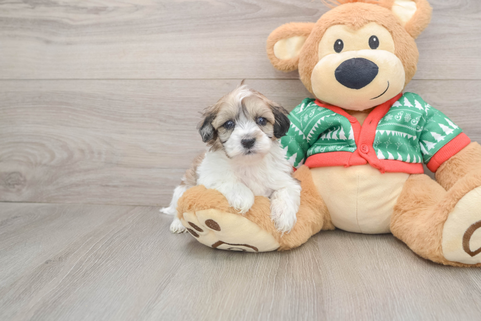 Hypoallergenic Havadoodle Poodle Mix Puppy