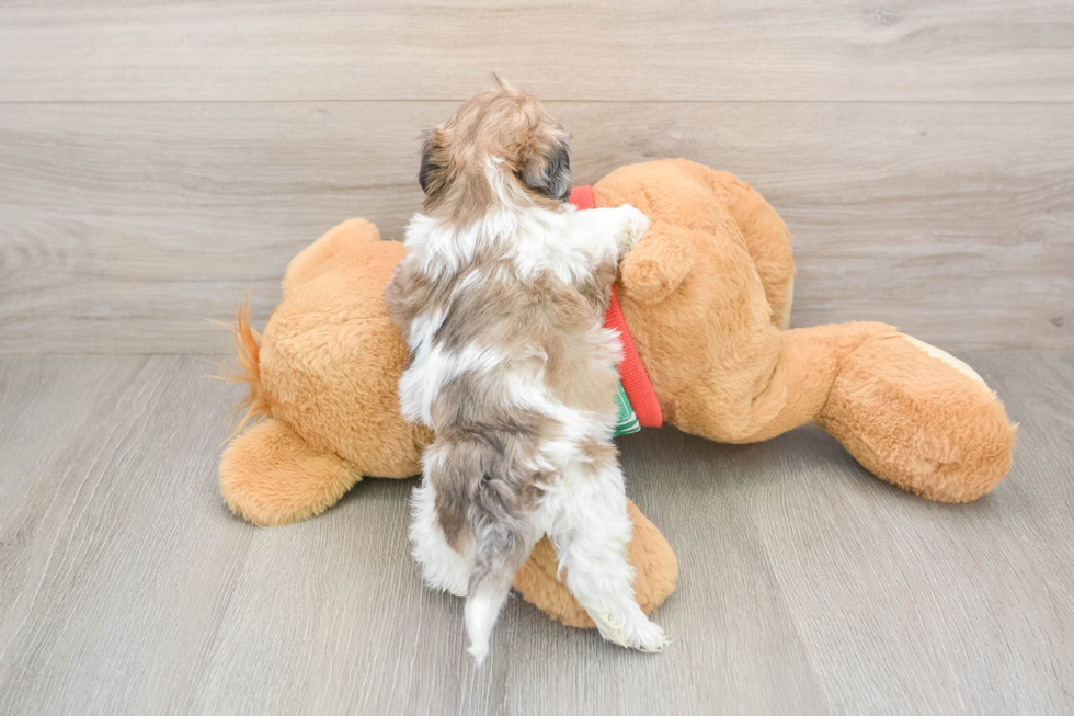 Havapoo Puppy for Adoption