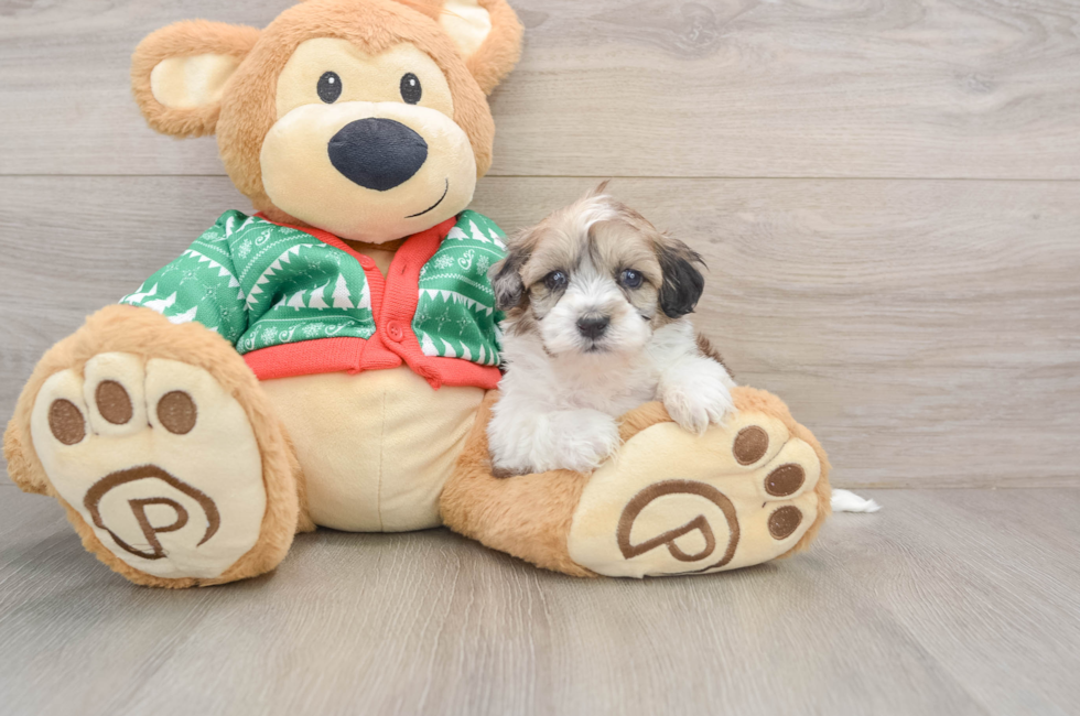 5 week old Havapoo Puppy For Sale - Puppy Love PR