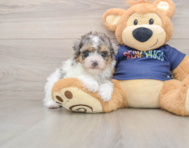 8 week old Havapoo Puppy For Sale - Puppy Love PR