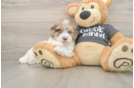 Happy Havapoo Baby