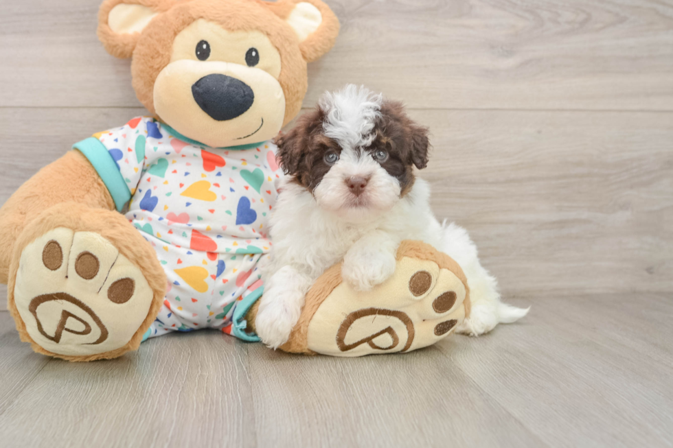 Playful Havadoodle Poodle Mix Puppy