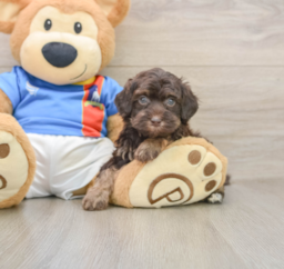 6 week old Havapoo Puppy For Sale - Puppy Love PR