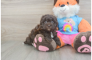 Cute Havapoo Baby