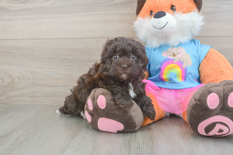 Cute Havapoo Baby