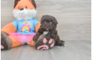Smart Havapoo Poodle Mix Pup