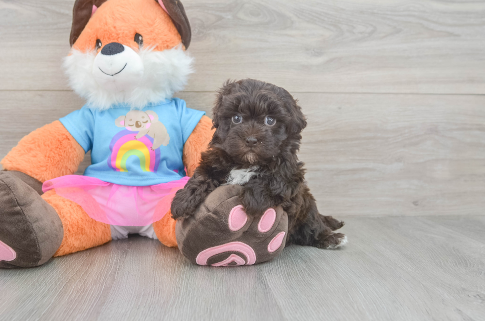 5 week old Havapoo Puppy For Sale - Puppy Love PR