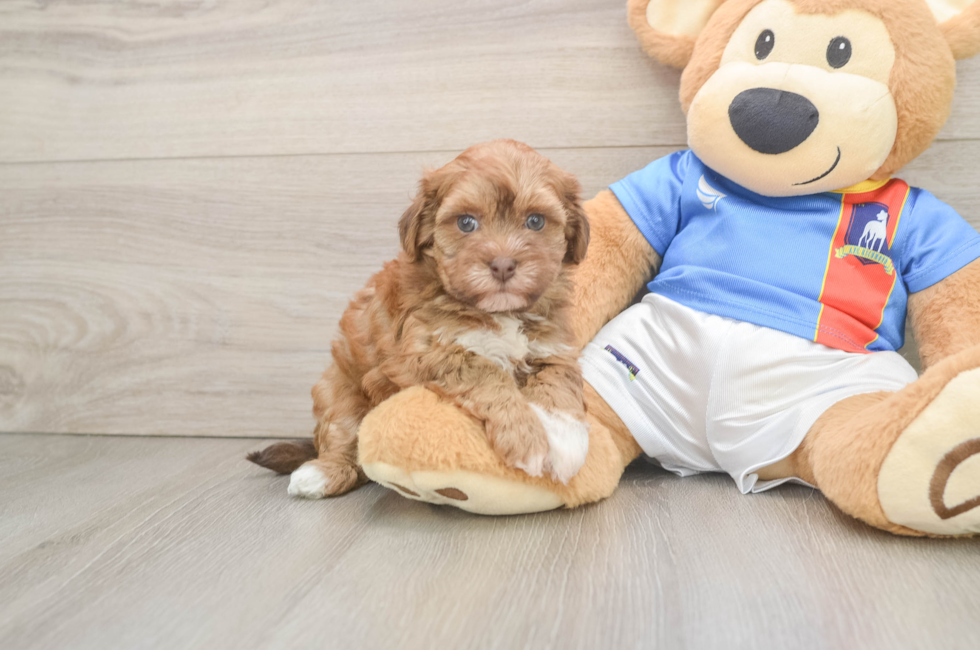 6 week old Havapoo Puppy For Sale - Puppy Love PR