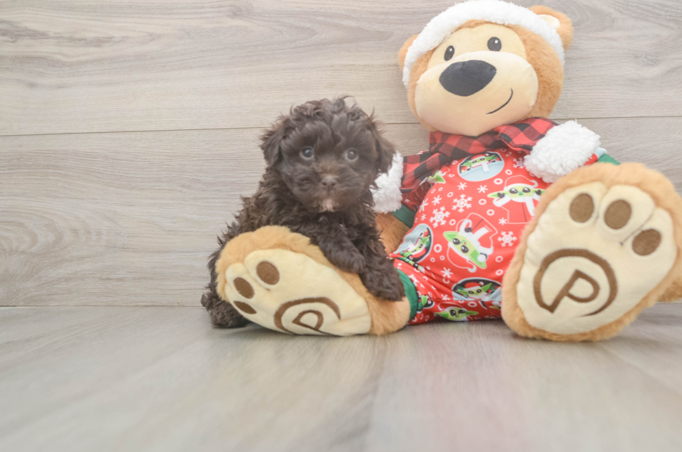 5 week old Havapoo Puppy For Sale - Puppy Love PR