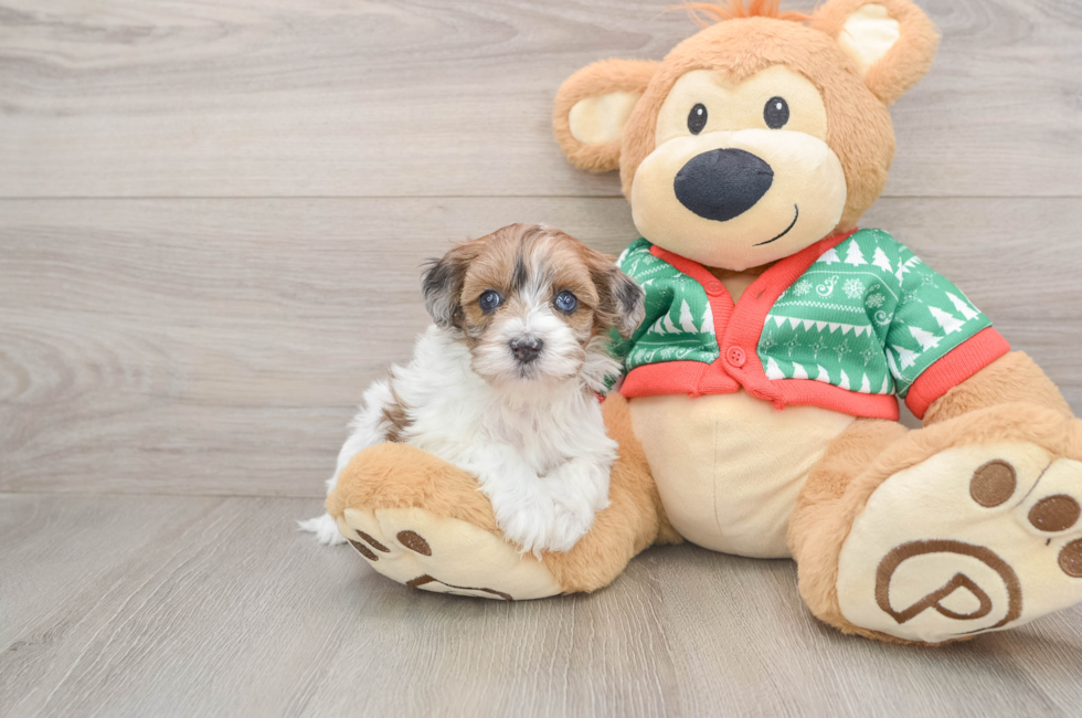 5 week old Havapoo Puppy For Sale - Puppy Love PR