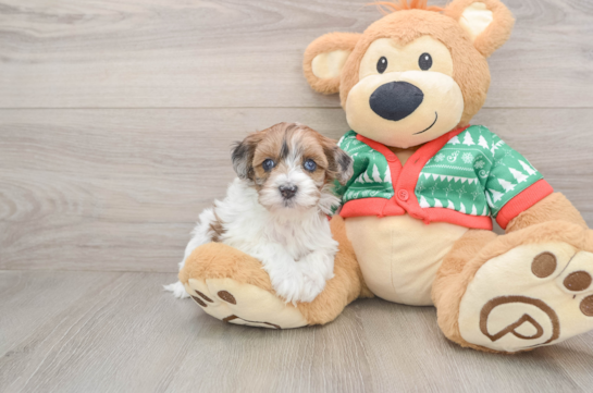 Havapoo Pup Being Cute