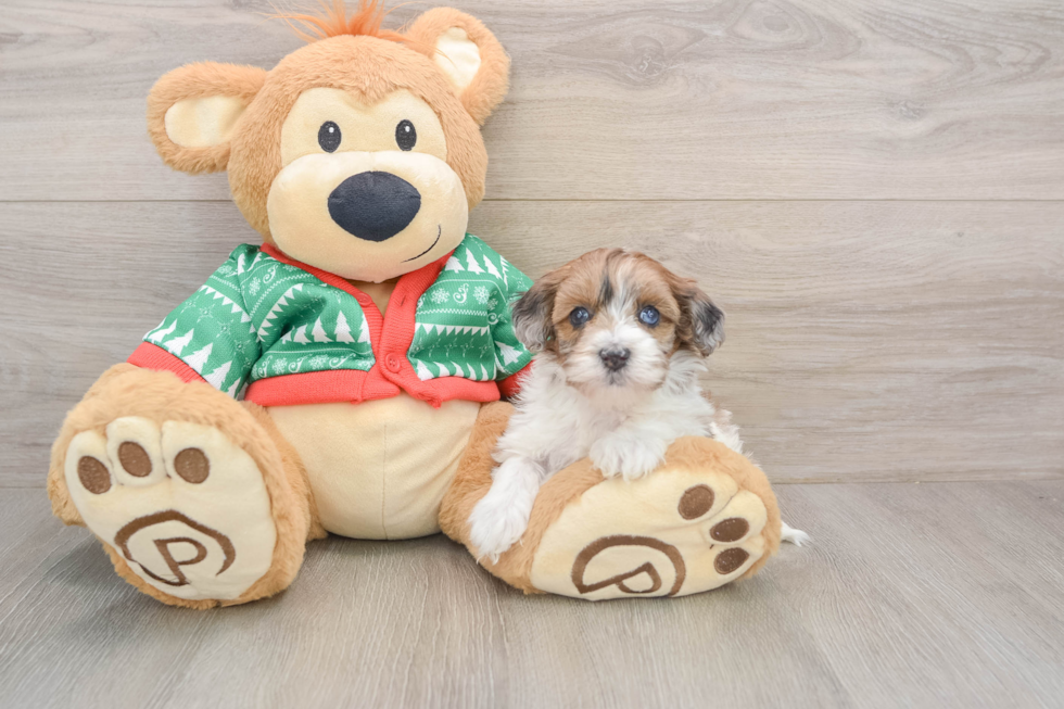 Havapoo Pup Being Cute