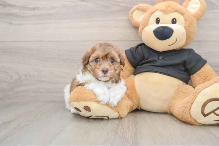 Havapoo Pup Being Cute