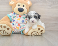 7 week old Havapoo Puppy For Sale - Puppy Love PR