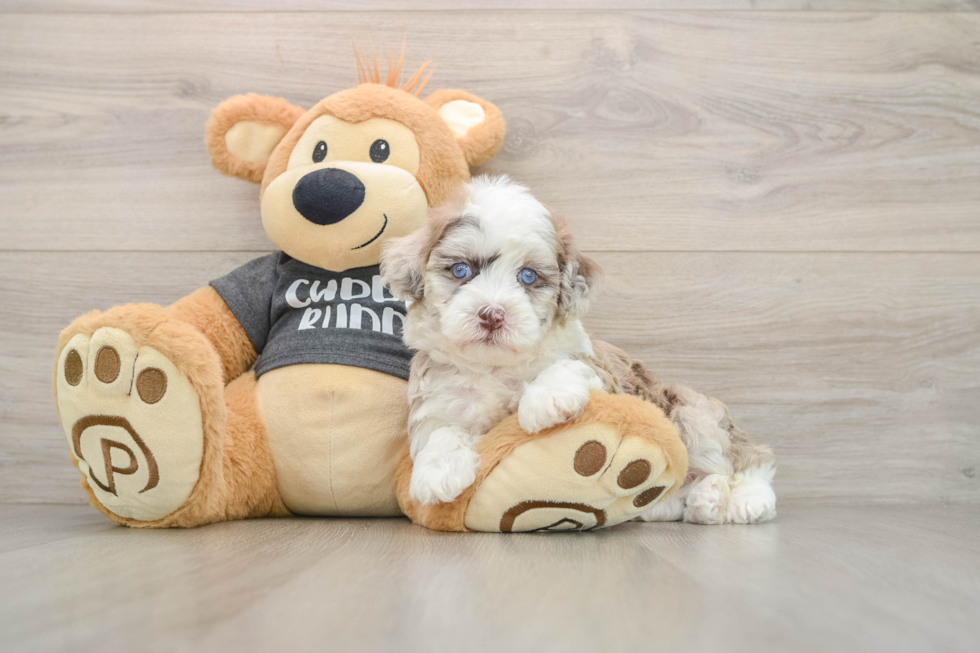 Havapoo Puppy for Adoption
