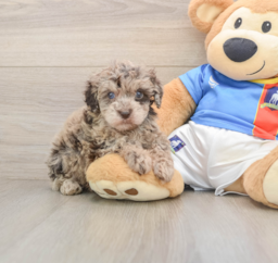 6 week old Havapoo Puppy For Sale - Puppy Love PR