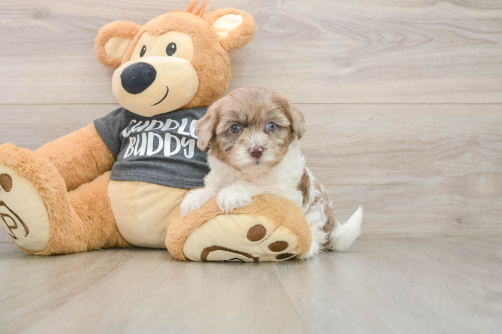 Fluffy Havapoo Poodle Mix Pup