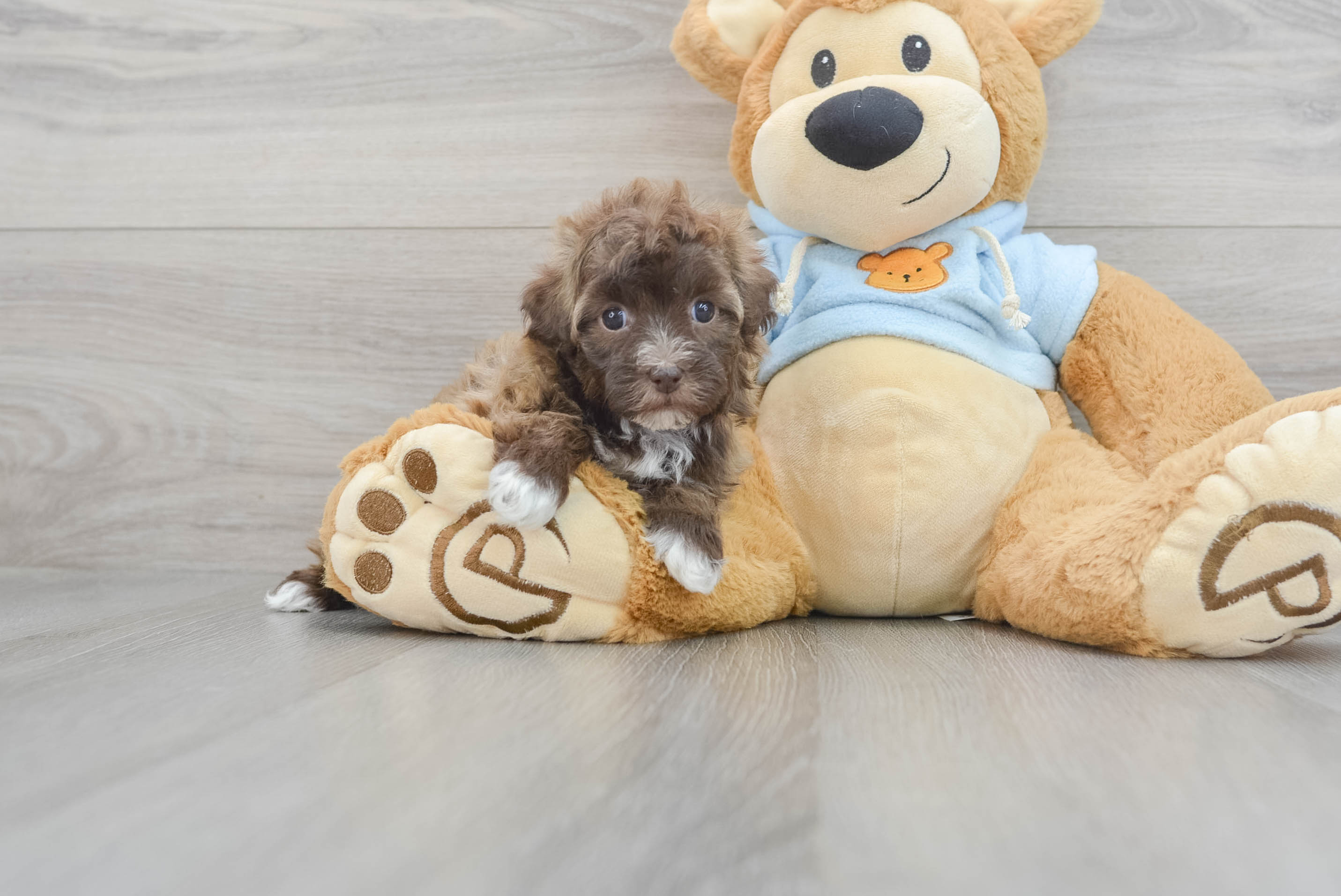 Havapoo Pup Being Cute